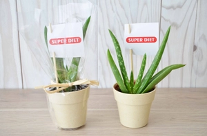 Plante en pot de bambou diamètre 6 cm - plante au choix personnalisable