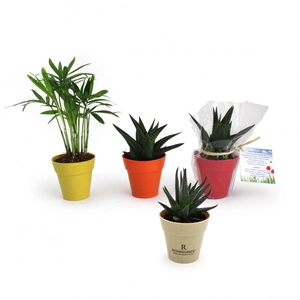 Plante en pot de bambou diamètre 6 cm - plante au choix personnalisable