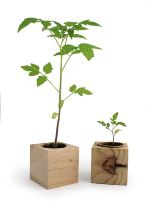 Cube en bois avec kit de plantation personnalisable