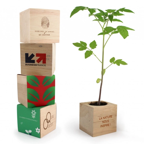 image du produit Cube en bois avec kit de plantation