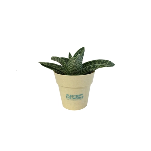 image du produit Plante en pot de bambou diamètre 6 cm - plante au choix