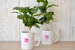 Plant de Caféier avec mug personnalisable personnalisable