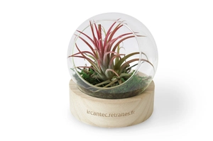 Terrarium Globe avec socle en bois personnalisable