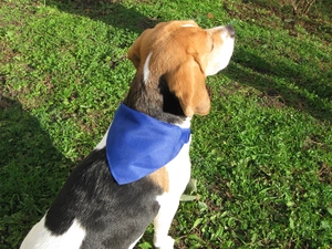 Collier pour chien avec foulard personnalisable