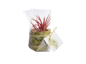 Tillandsia en pot bambou, Plante déco dépolluante personnalisable