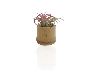 Tillandsia en pot bambou, Plante déco dépolluante personnalisable