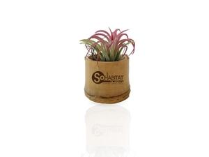 Tillandsia en pot bambou, Plante déco dépolluante personnalisable