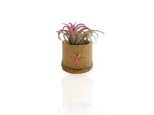 Tillandsia en pot bambou, Plante déco dépolluante personnalisable