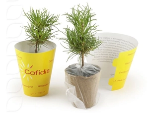 Petit plant de pin en pot biodégradable personnalisable