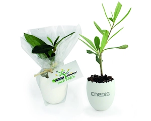 L'oeuf Mini Plant Arbre personnalisable