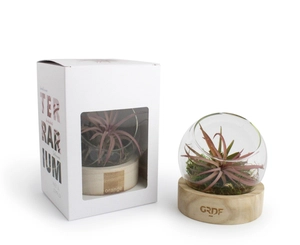 Terrarium Globe avec socle en bois personnalisable