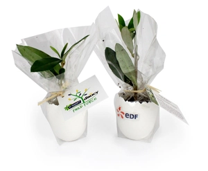 L'oeuf Mini Plant Arbre personnalisable