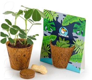 Kit avec pot en fibres de coco biodégradable - 100% BIO personnalisable