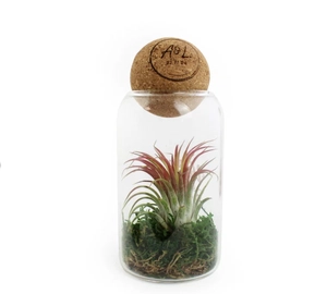 Terrarium avec boule en liège avec Tillandsia personnalisable