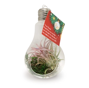 Ampoule tillandsia personnalisable