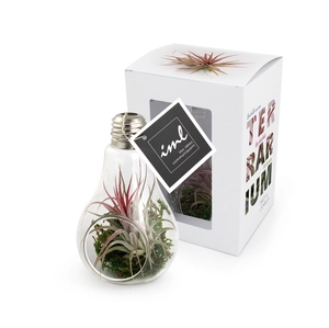 Ampoule tillandsia personnalisable personnalisable