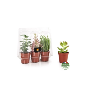 3 plantes grasses en serre personnalisable