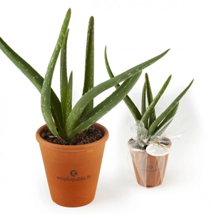 Aloe vera en pot terre cuite personnalisable