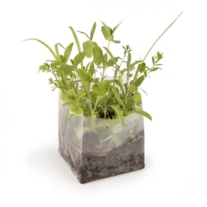 Carré coco 10x10 cm tomate - kit de plantation personnalisable