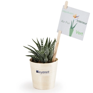 Haworthia en feuille bois de hêtre personnalisable