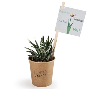 Haworthia en gobelet carton personnalisable