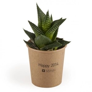 Haworthia en gobelet carton personnalisable