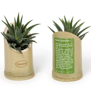 Haworthia en pot bambou personnalisable