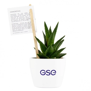 Haworthia en pot céramique blanc 80 mm personnalisable