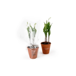 Muguet en pot personnalisable