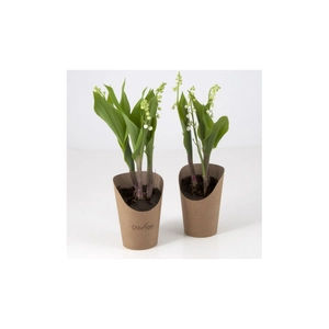 Muguet en pot personnalisable