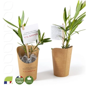 Petit plant de laurier rose en pot carton kraft personnalisable