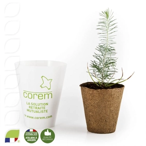 Petit plant de pin en pot biodégradable personnalisable