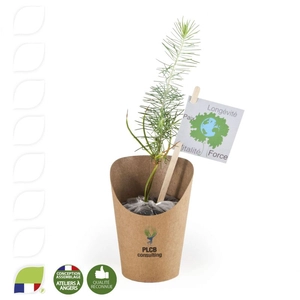 Petit plant de pin en pot carton kraft personnalisable