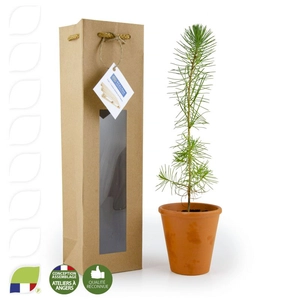 Petit plant de pin en pot terre et sac kraft brun personnalisable