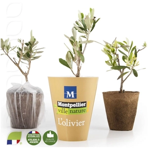 Plant d'olivier en cône personnalisable