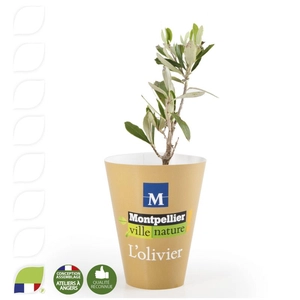 Plant d'olivier en cône personnalisable