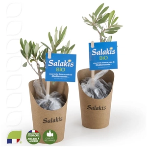 Plant d'olivier en pot carton kraft personnalisable