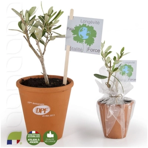 Plant d'olivier pot terre cuite personnalisable