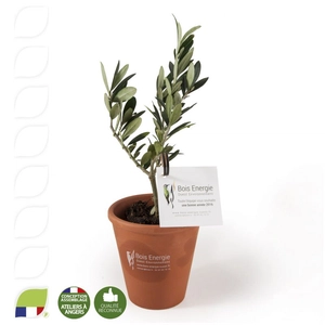 Plant d'olivier pot terre cuite personnalisable