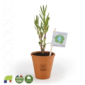 Plant de laurier pot terre cuite  personnalisable