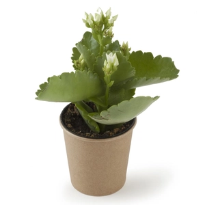 Plante grasse fleurie - Kalanchoé personnalisable