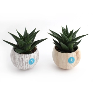 Plante pot céramique aimanté effet bois personnalisable