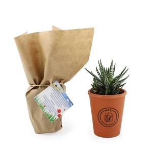Plante pot terre cuite Ø7cm personnalisable