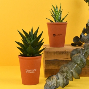 Plante pot terre cuite Ø7cm personnalisable