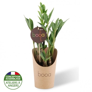 Plante tropicale en pot kraft étanche - Zamioculcas personnalisable