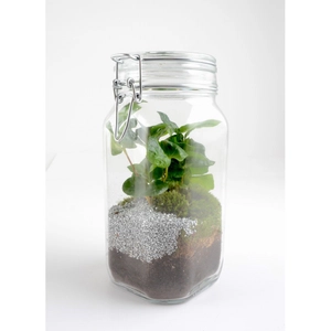 Terrarium bocal 1.5L caféier personnalisable