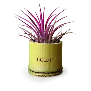 Tillandsia en pot bambou, Plante déco dépolluante personnalisable