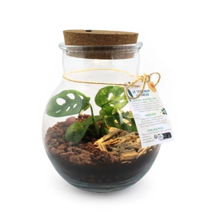 Terrarium lumineux à LED personnalisable