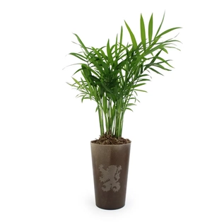 Plante grand Gob'lin fabriquée à partir de lin des flandres personnalisable