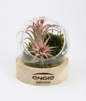 Terrarium Globe avec socle en bois personnalisable